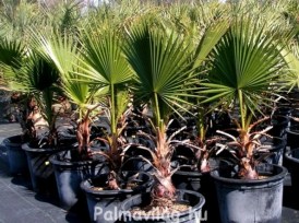 Washingtonia Filifera_01